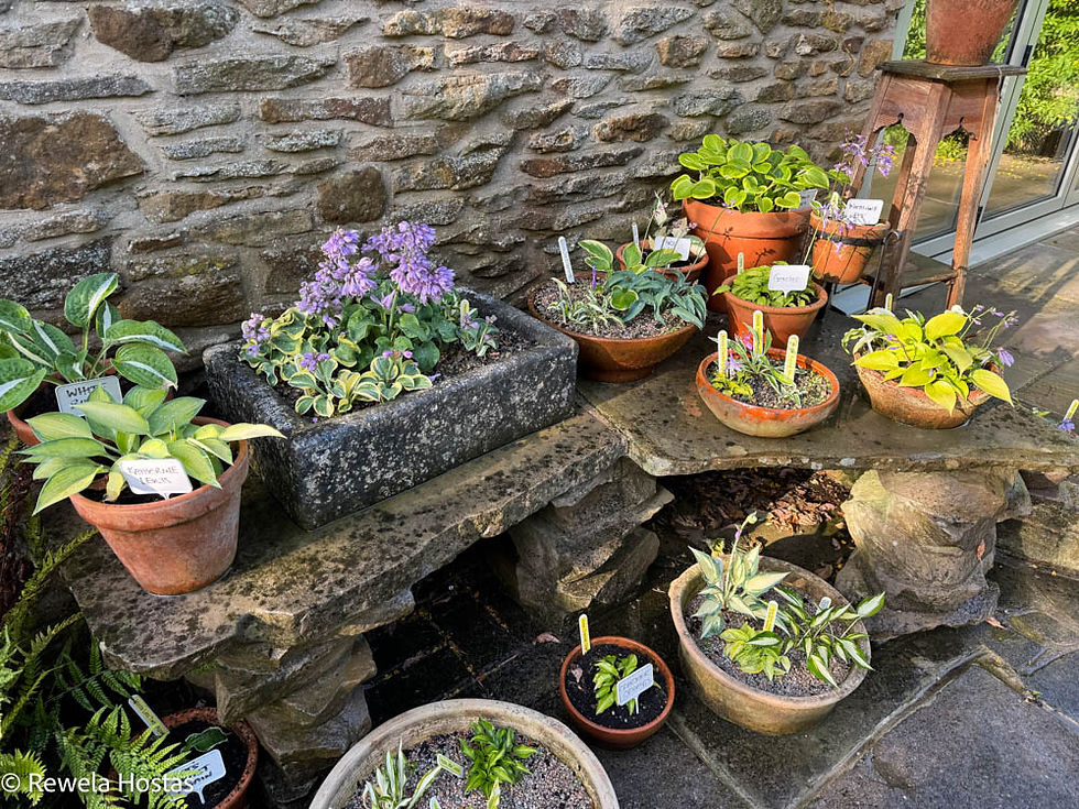 Miniature Hosta Display