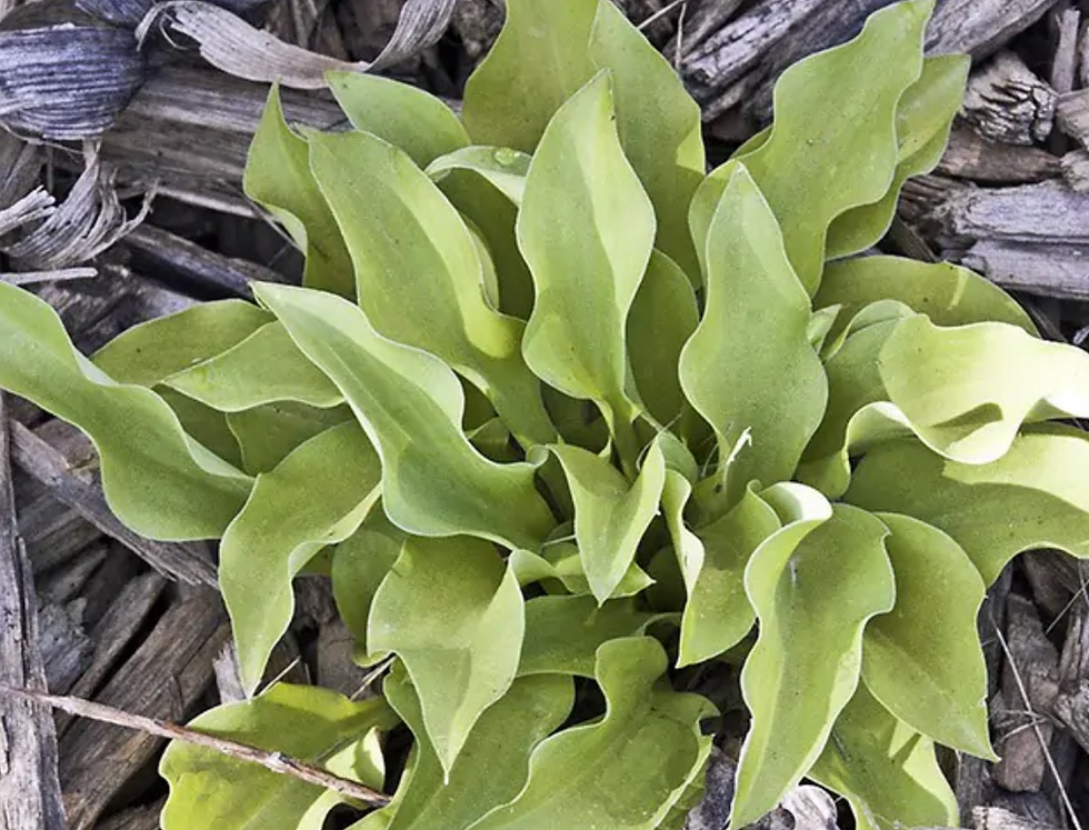 Hosta Jiminy Cricket