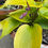 Thumbnail: Hosta Appletini