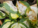 white centred Hostas with sun damage