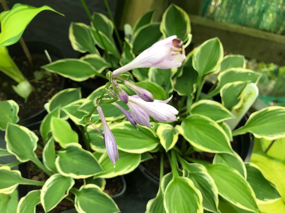 Hosta Op's