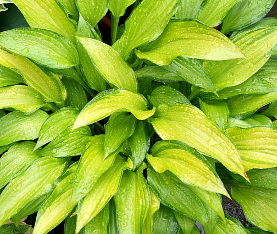 Hosta Chinese Sunrise plant