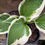 Thumbnail: Hosta White Satellite