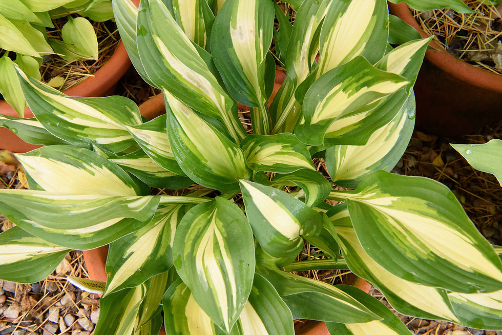 Hosta Lakeside Little Tuft