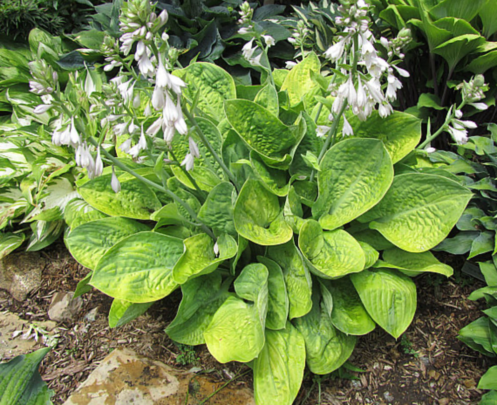 Hosta Chorus Girl