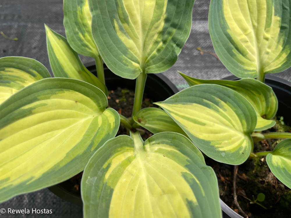 Hosta Extasy