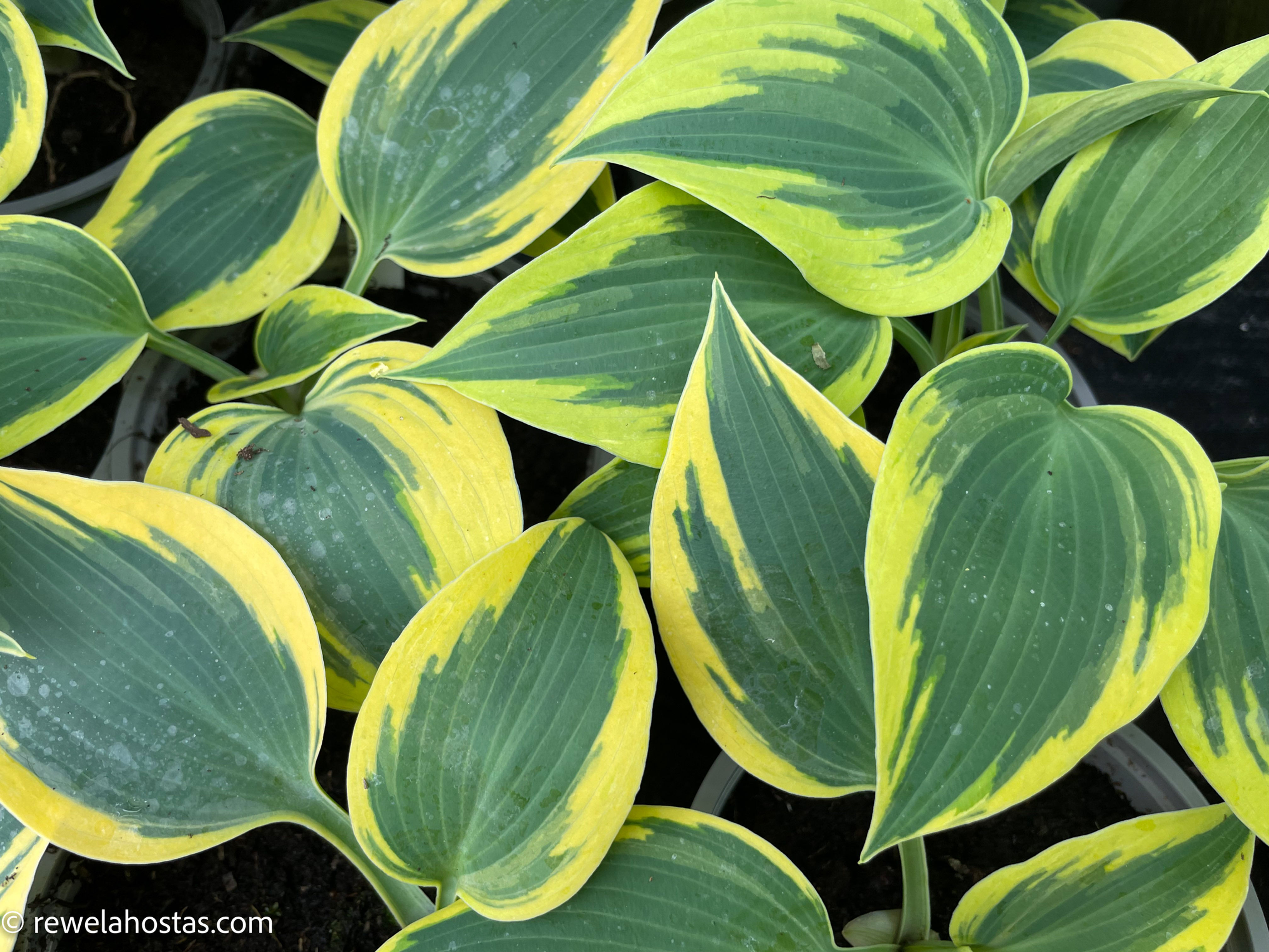 Hosta Autumn Frost