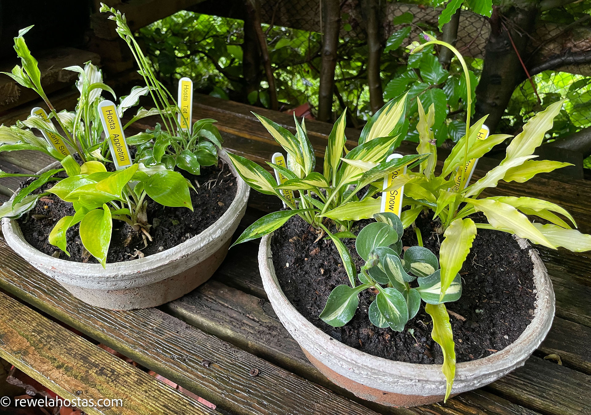 Small Hostas in pots