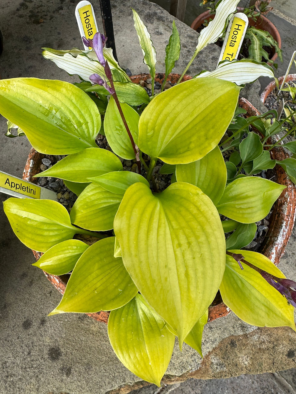 Hosta Appletini