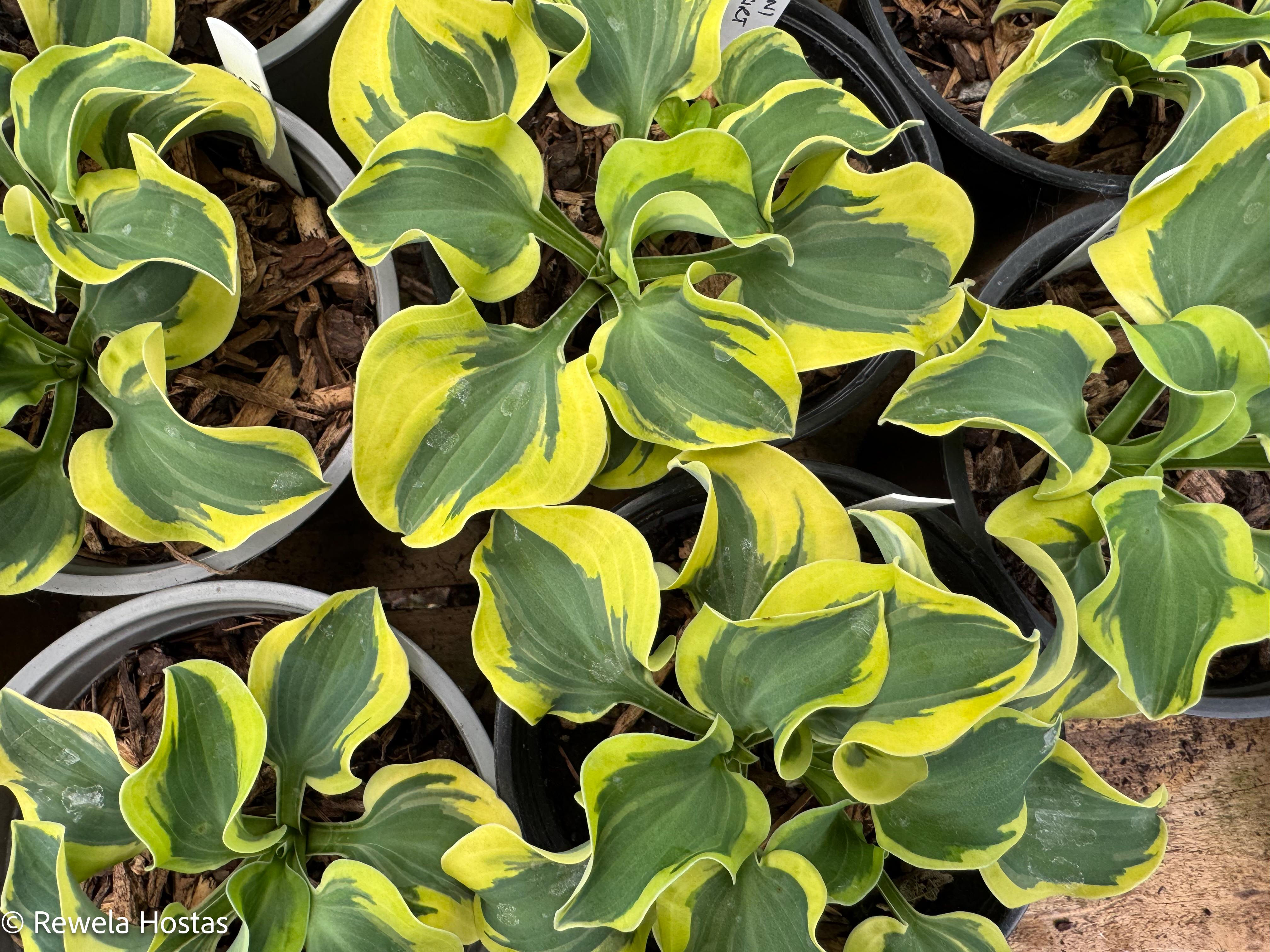 Hosta Mini Skirt