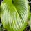 Thumbnail: Hosta Shiny Sonata