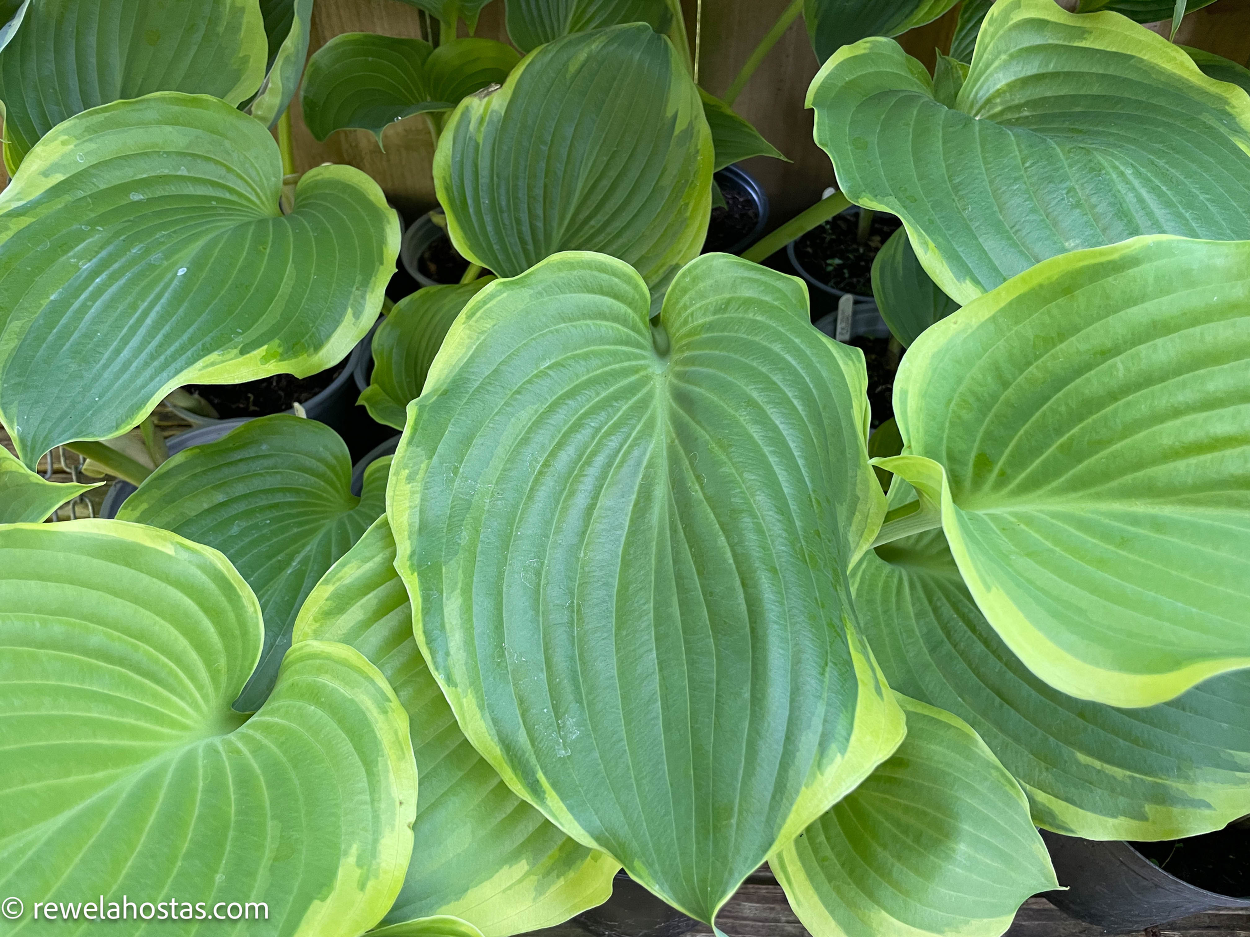 Hosta Winter Snow