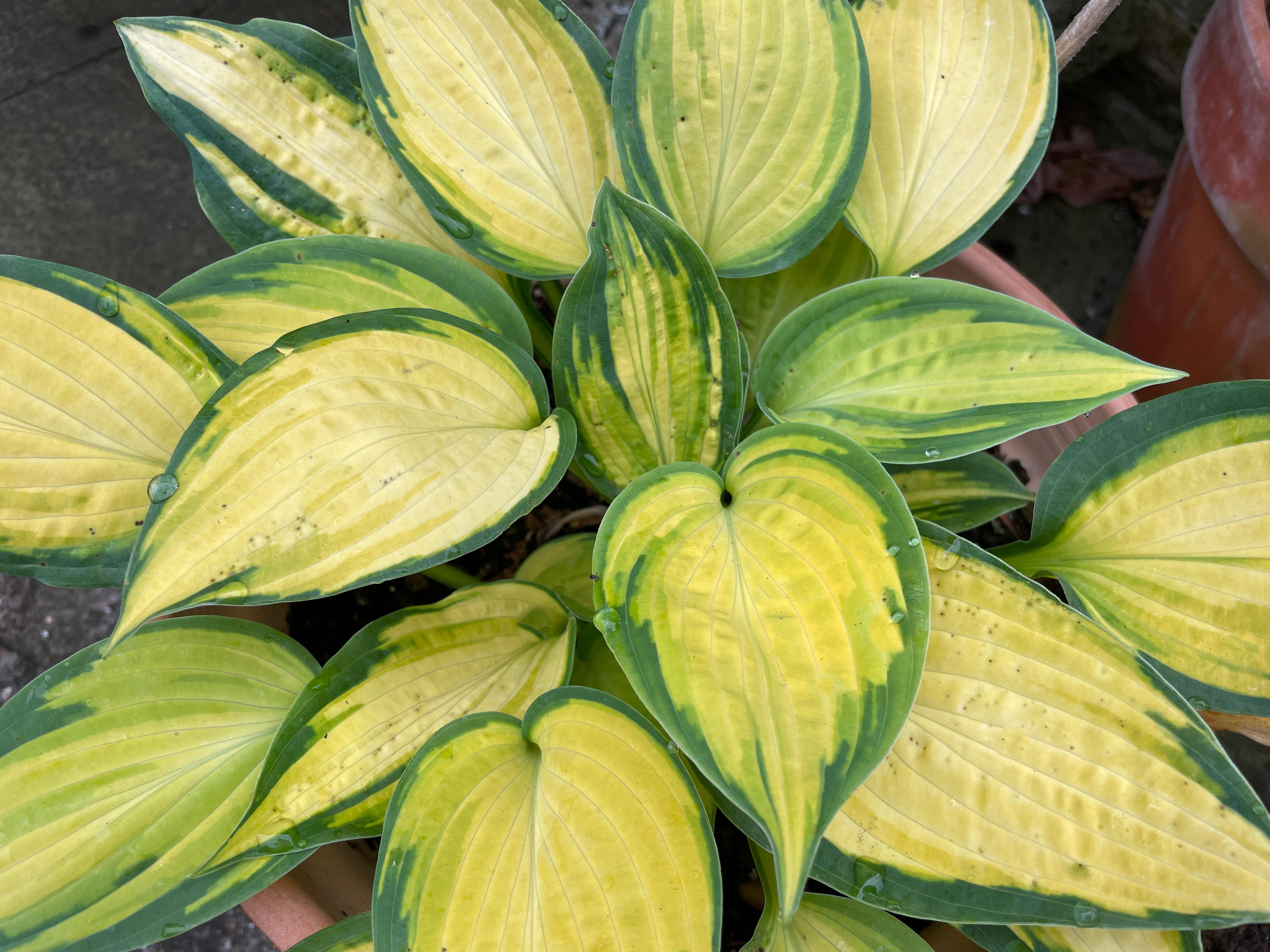 Hosta Orange Marmalade
