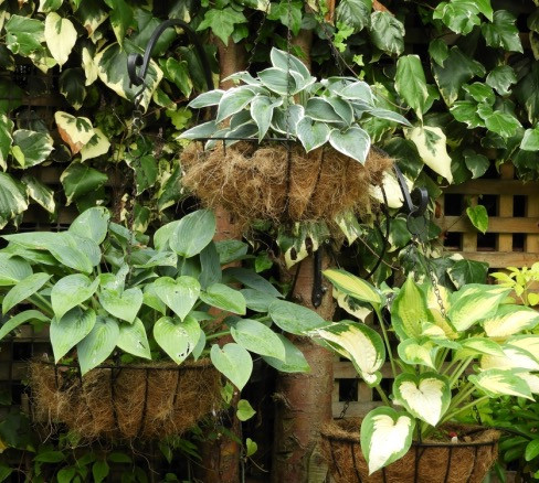 Hosta in Basket