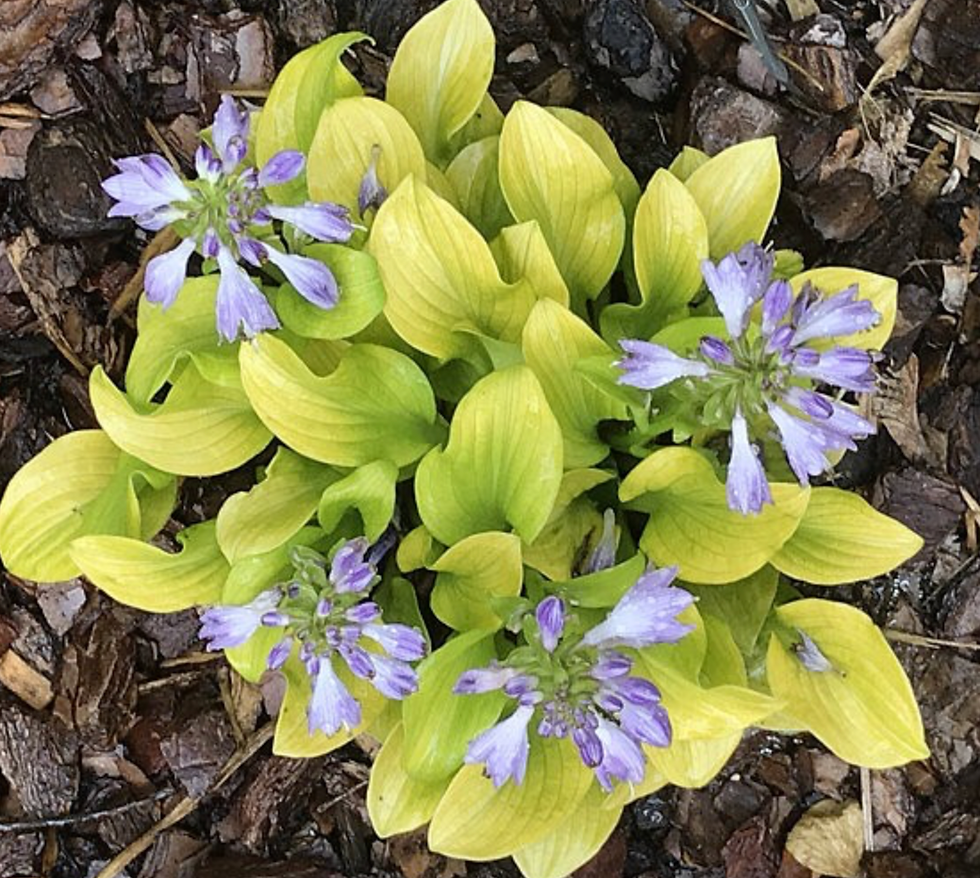 Hosta Sun Mouse