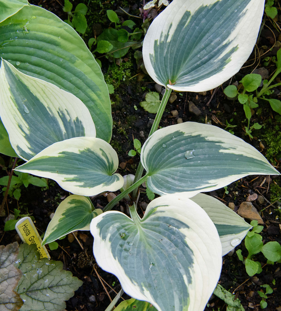 Thumbnail: Hosta Great Escape