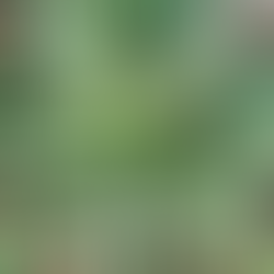 Hosta Pierced Mouse Ears pots