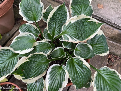 Hosta Patriot 