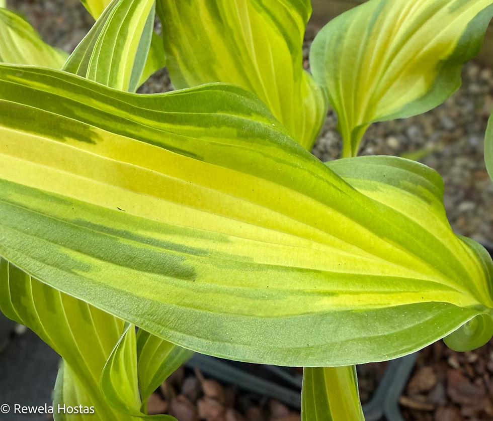Thumbnail: Hosta Cool as a Cucumber
