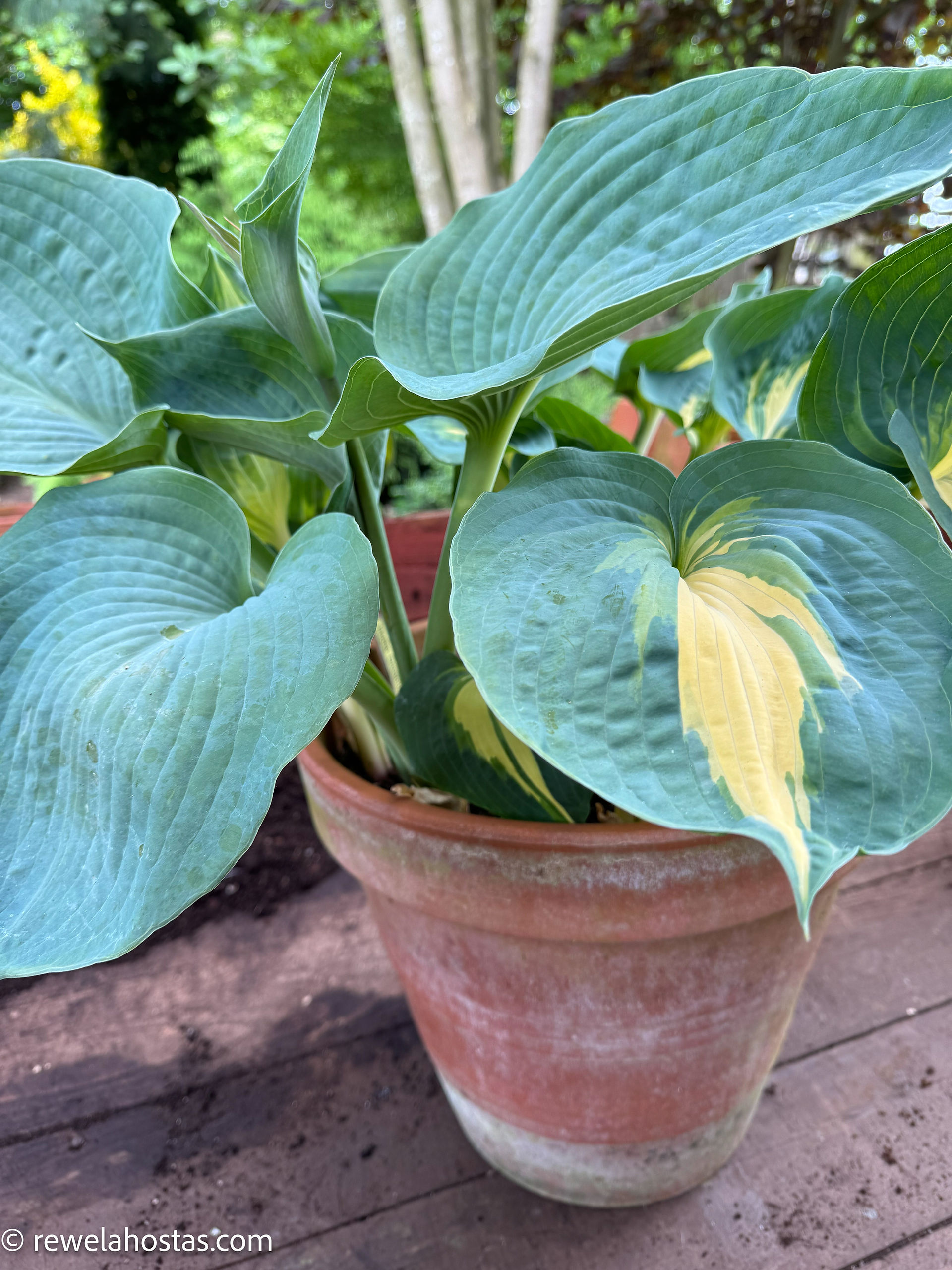 Stage 1 Hosta Dreamweaver