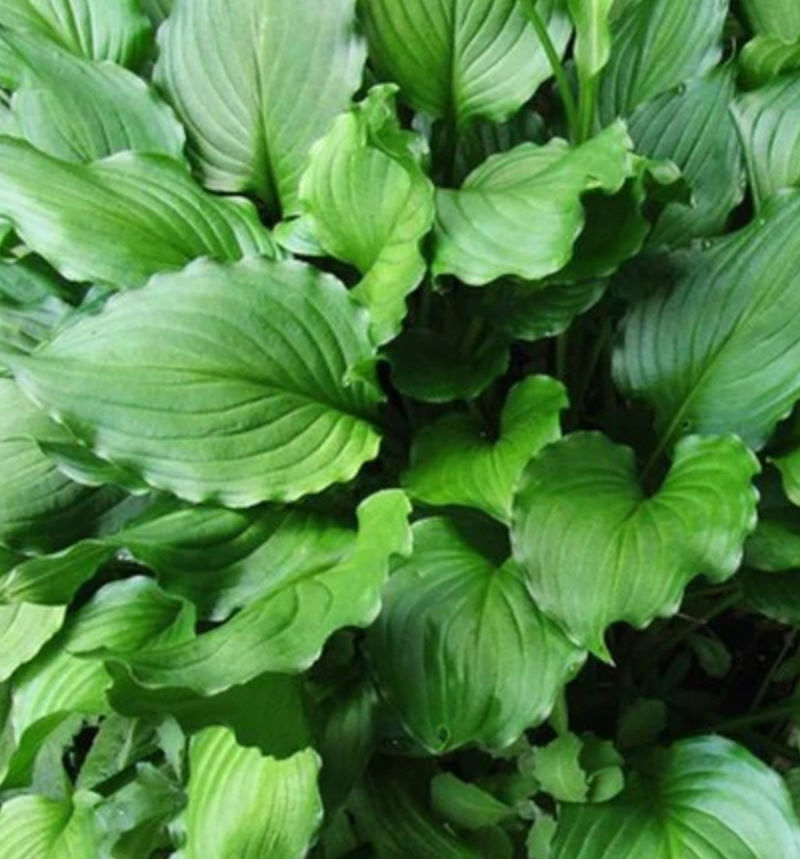 Hosta Stirfry