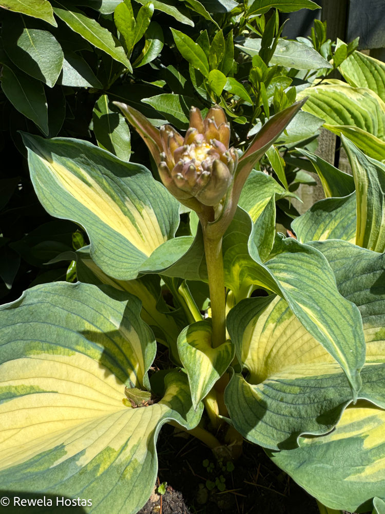 Hosta with Fasciation