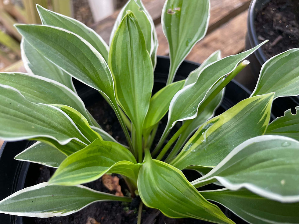 Hosta Cotillion