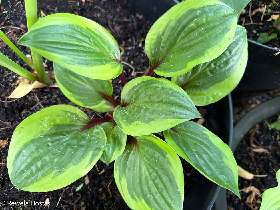 Thumbnail: Hosta Avocado Toast