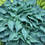 Thumbnail: Hosta Gemstone