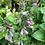 Thumbnail: Hosta Veronica Lake