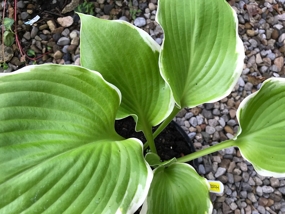 Hosta Winter Snow