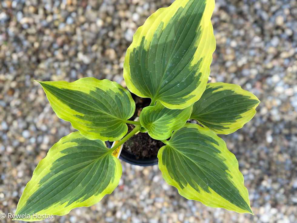 Hosta Payot Night Queen
