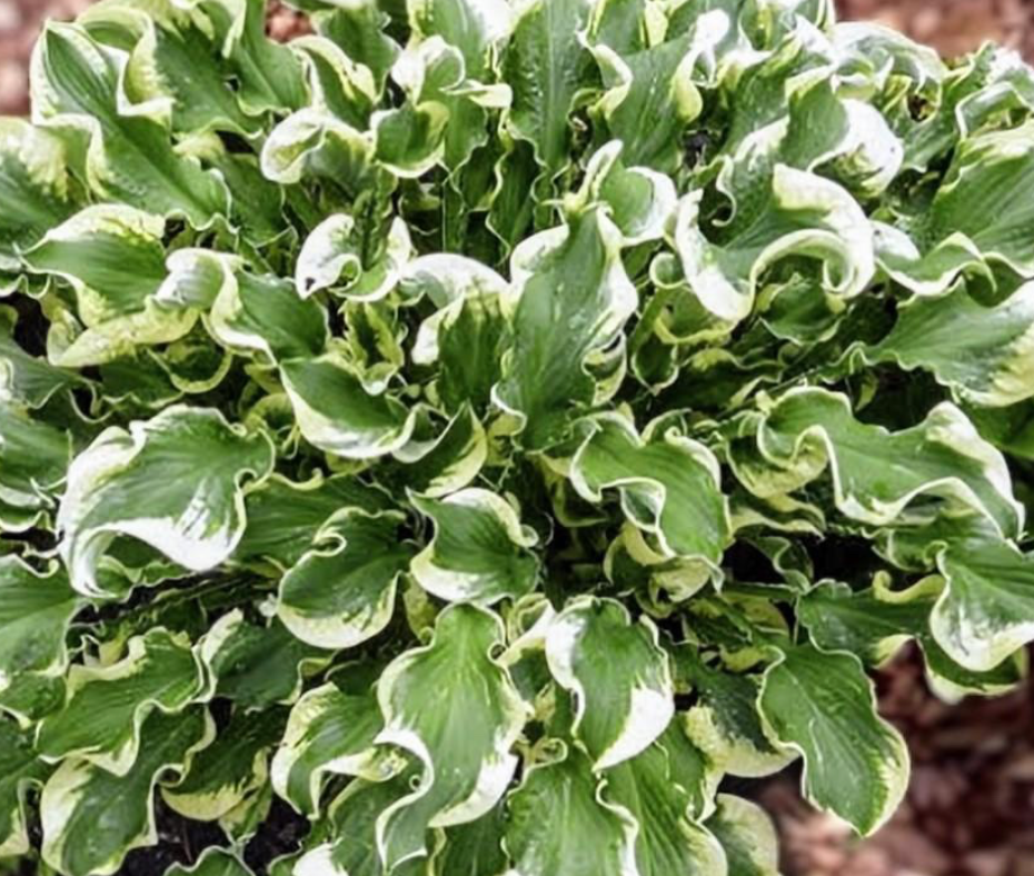 Hosta Let's Twist Again