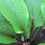 Thumbnail: Hosta Wisconsin Red