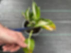 Cutting Damaged Hosta leaves