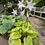 Thumbnail: Hosta Frozen Margarita
