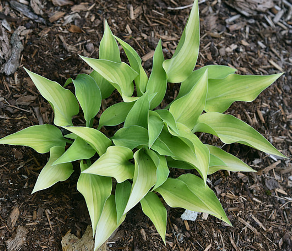 Hosta Anna Lindh