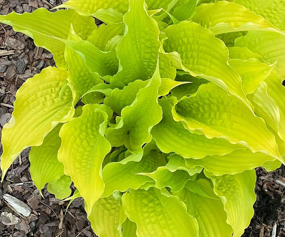 Hosta Karma Chameleon