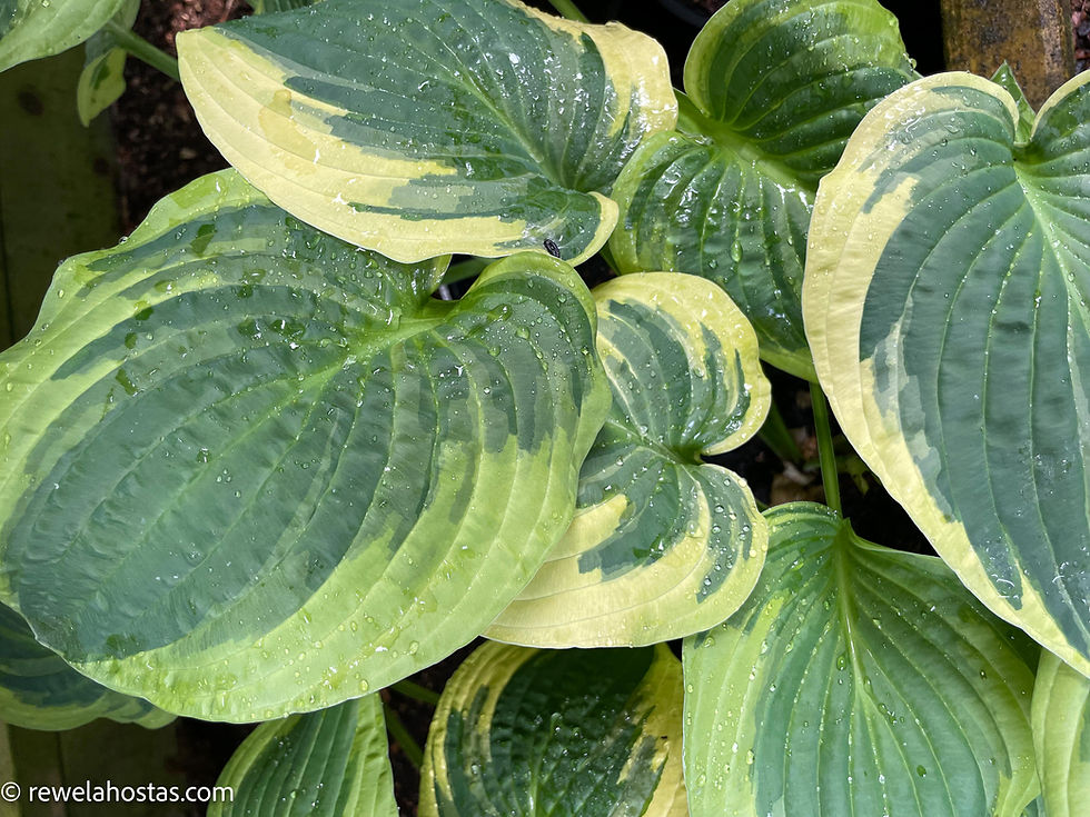 Thumbnail: Hosta Mama Mia