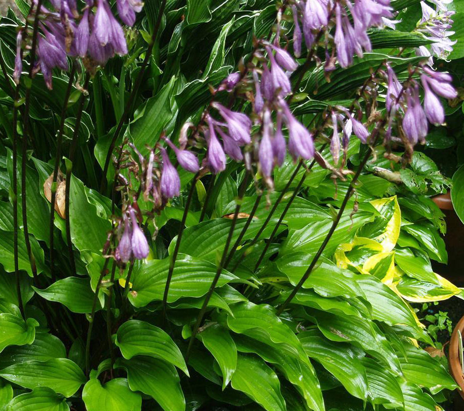 Miniature & Small Hostas Plants For Sale UK 3/4