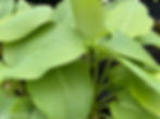 Hosta Marmalade on Toast.. a fast growing large Hosta featuring heart-shaped, corrugated, blue to green elongated leaves with gentle wavy margins.