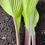 Thumbnail: Hosta German Yellow Dragon