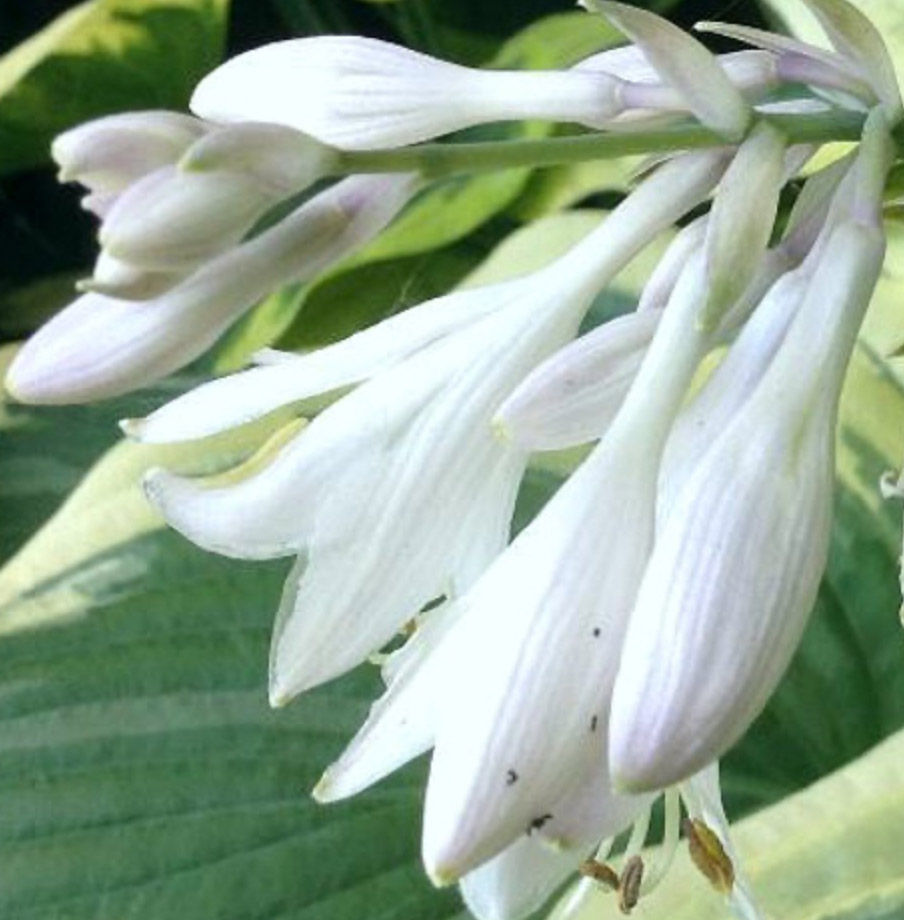 Thumbnail: Hosta Wildest Dreams