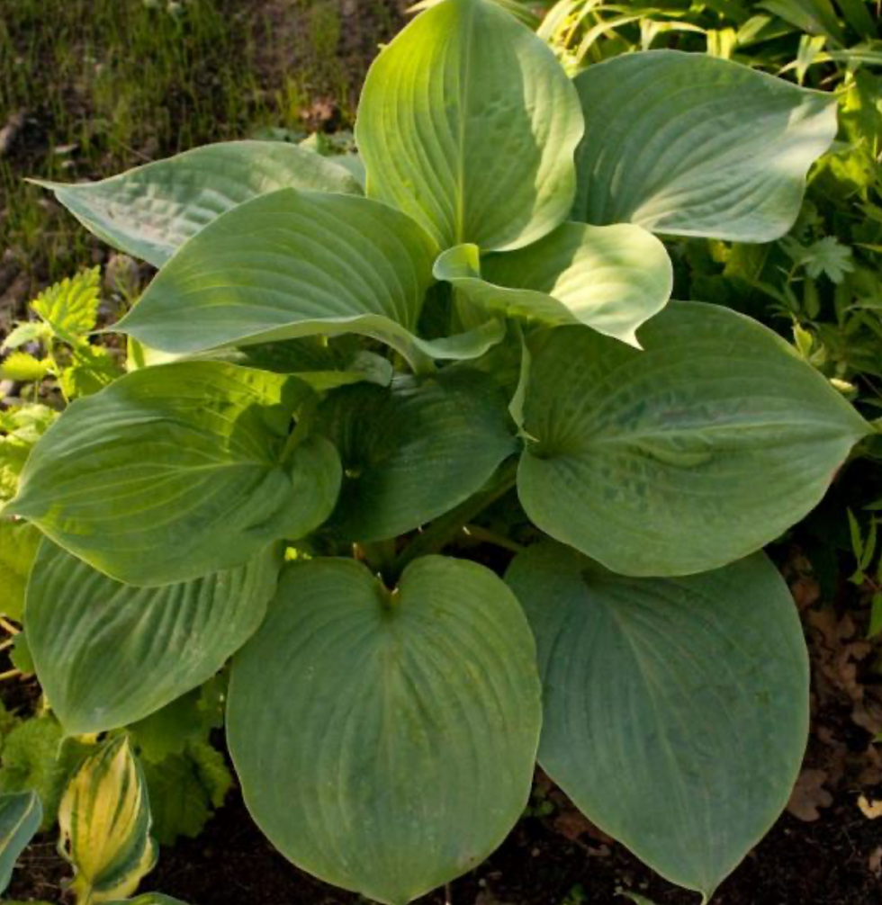 Hosta Essence of Summer