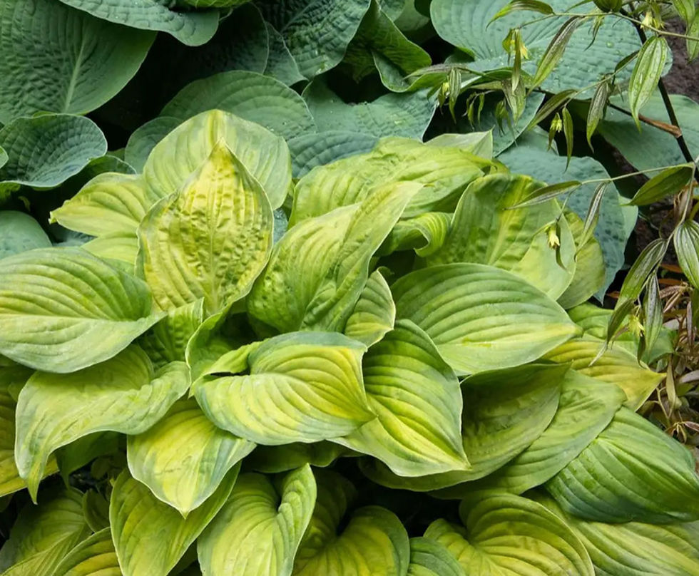 Hosta Guacamole