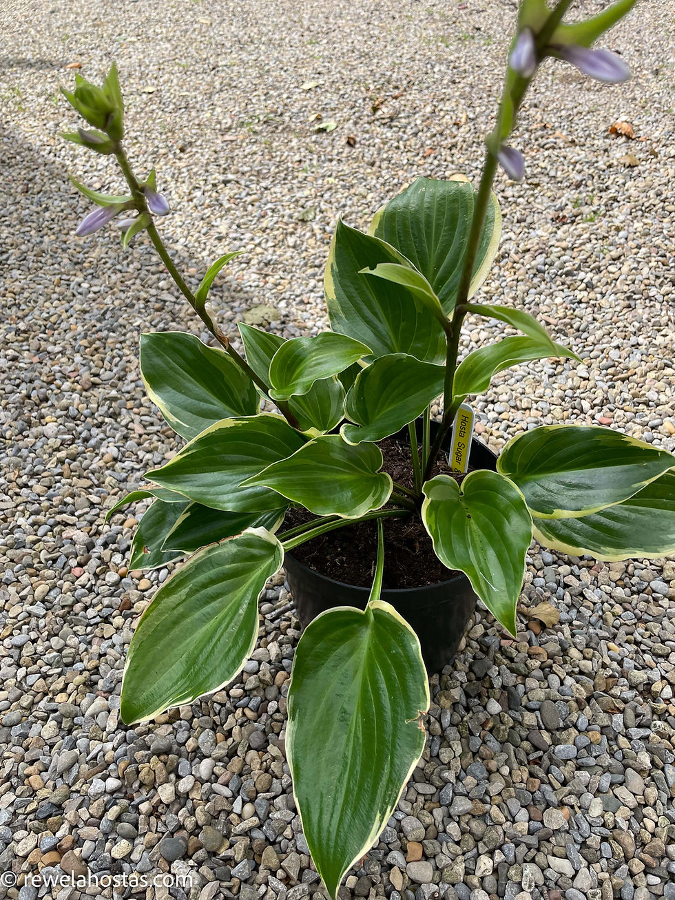 Thumbnail: Hosta Sugar & Spice