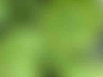 Hosta Sum and Substance 