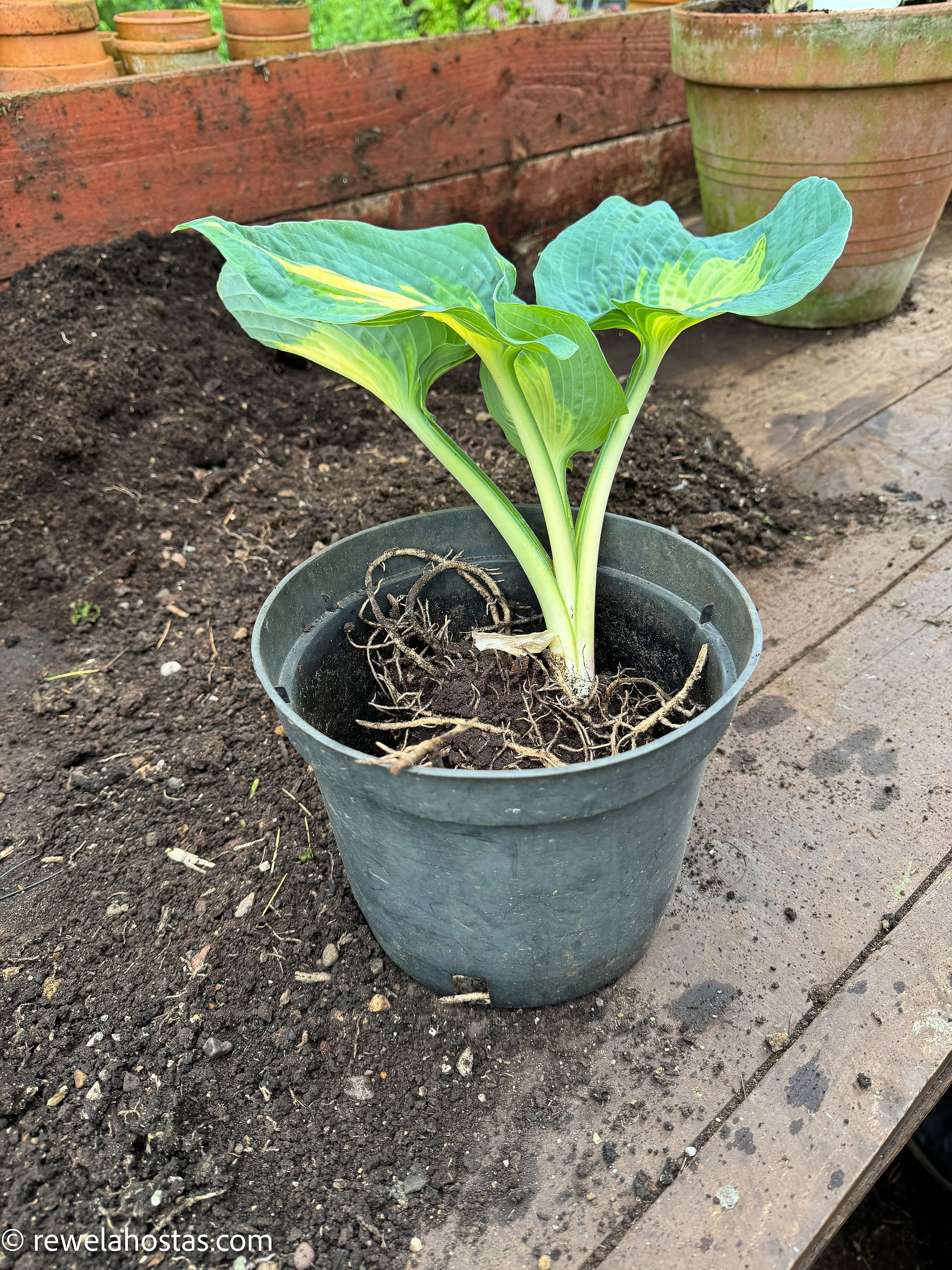 Stage 8 Hosta Dreamweaver