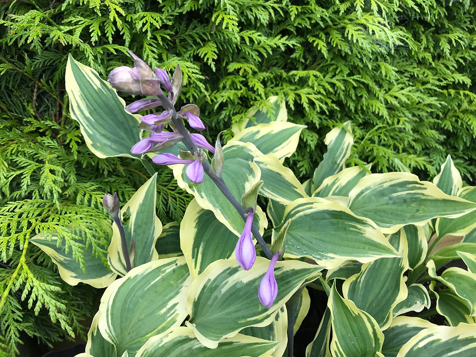 Thumbnail: Hosta Wide Brim