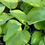 Thumbnail: Hosta Ambrosia